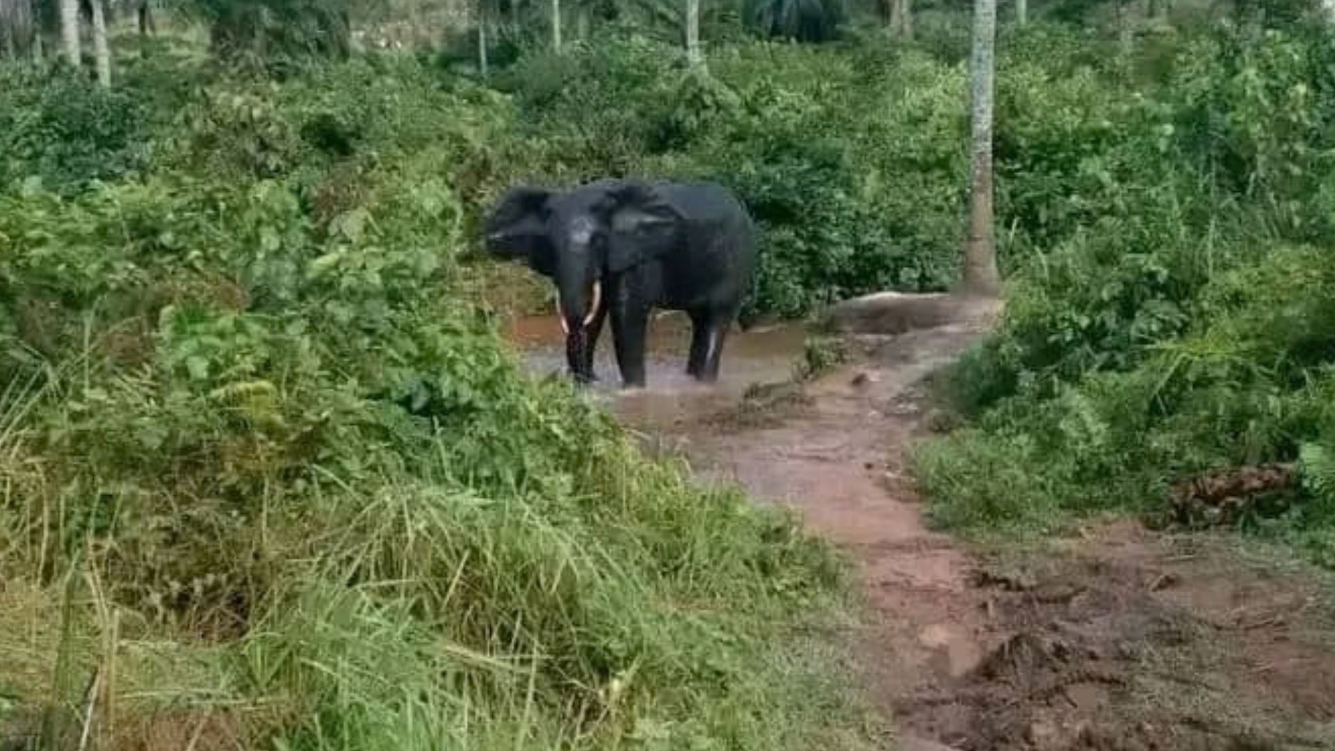 Kasaï-Central : un éléphant en divagation fait un mort à Bakua Meshi