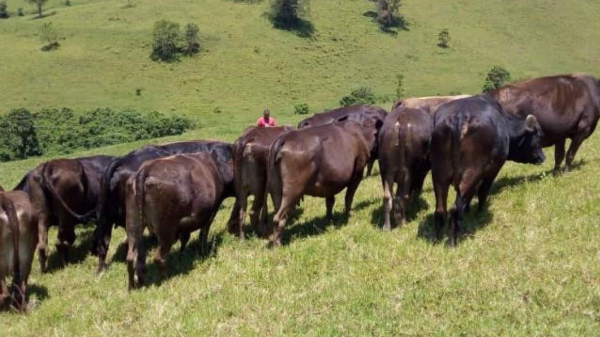 Uvira : l'attaque des hommes armés non identifiés dans le groupement de Kabunambo fait un bilan de sept vaches volées
